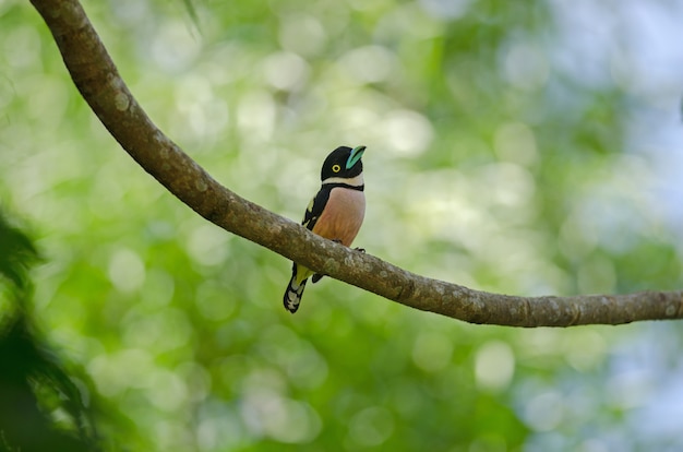 Czarny i żółty broadbills żeruje na śniadaniu