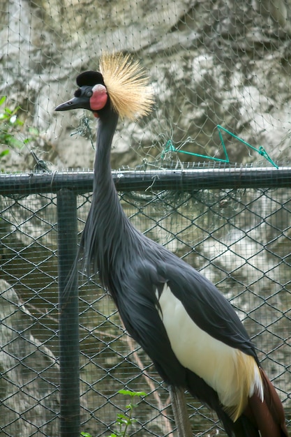 Czarny koronowany żuraw w zoo