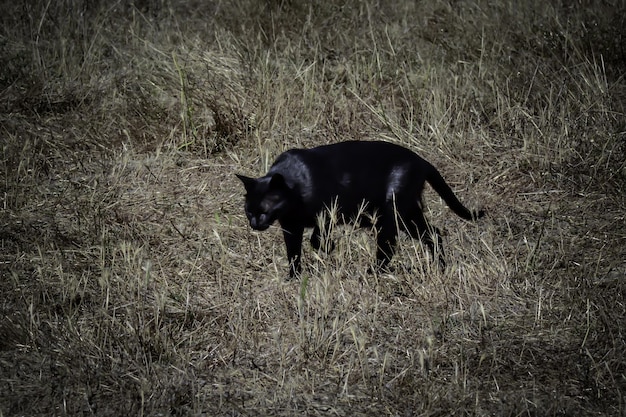 Czarny kot na polu