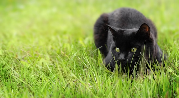 Czarny kot poluje, ukrywając się w trawie.