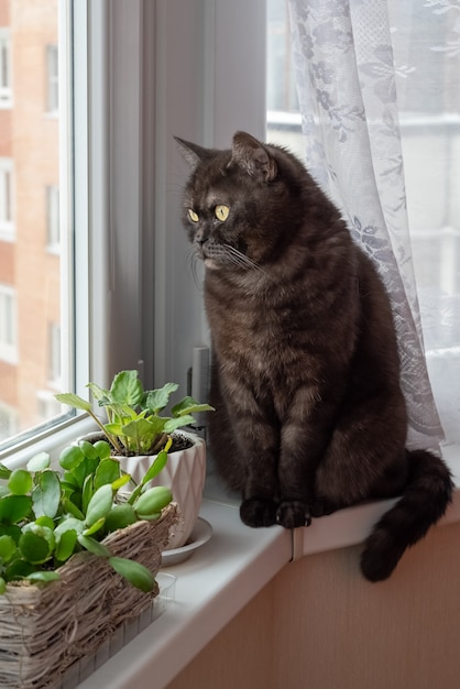 Czarny kot siedzi na parapecie w pobliżu roślin doniczkowych