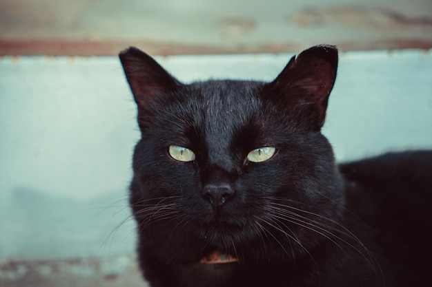 Czarny kot wygrzewający się w słońcu