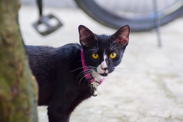 Zdjęcie czarny kot z żółtym okiem z bliska