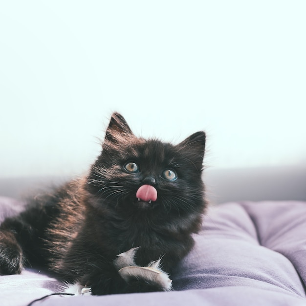 Czarny kotek kłamie i pokazuje język z futrzaną zabawką na poduszce lub łóżku