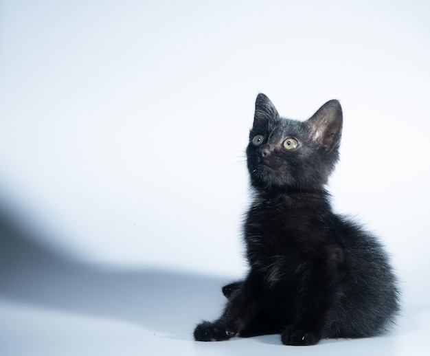 Czarny kotek na białym tle