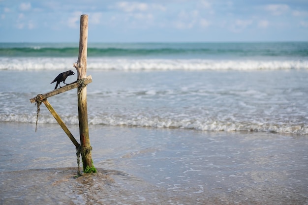 Czarny kruk lub wrona na plaży siedząc na drewnianym patyku