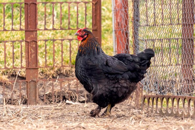Czarny kurczak w zagrodzie Hodowla kurczaków