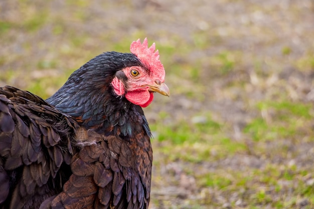 Czarny kurczak z bliska na farmie