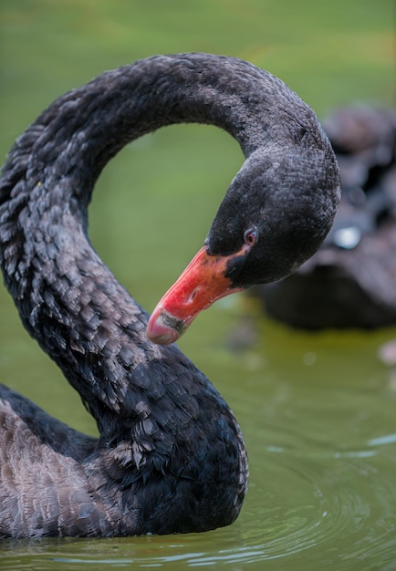 Czarny łabędź cygnus atratus