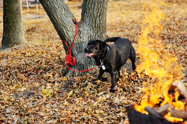 Czarny labrador na tle jesień liście