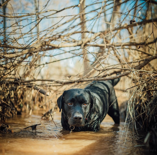 Czarny labrador retriever bawiący się w kałuży wody, mokry i błotnisty