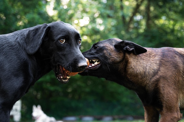 Czarny labrador retriever i owczarek belgijski malinois ciągnący zabawkę