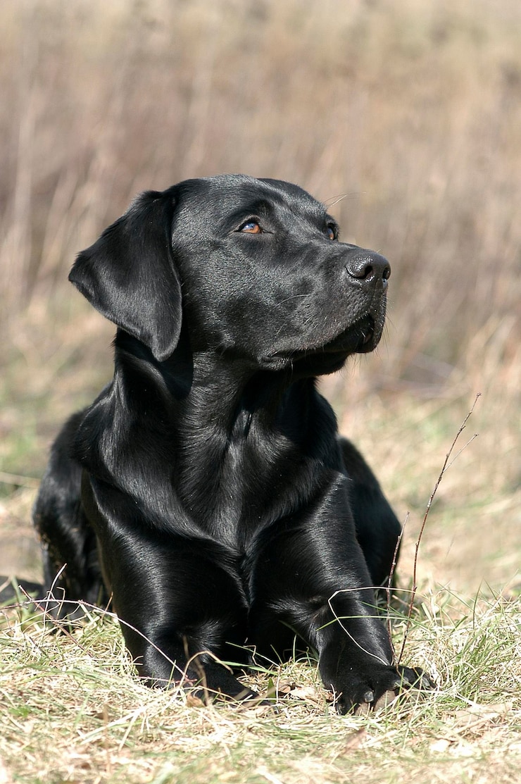 Zdjęcie czarny labrador retriever leżący w trawie
