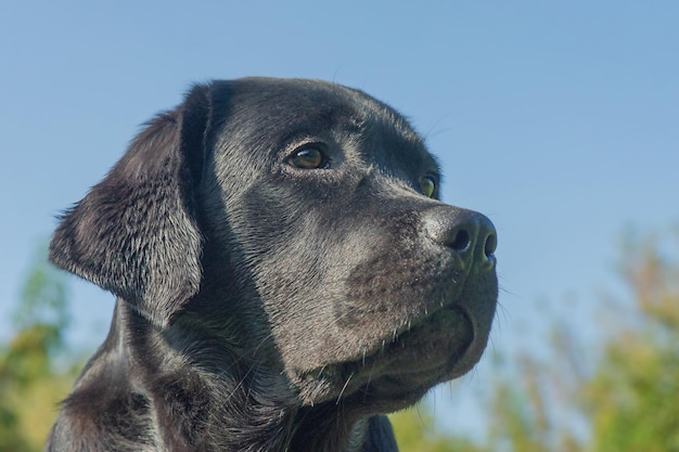 Czarny labrador retriever na tle błękitnego nieba Portret szczeniaka