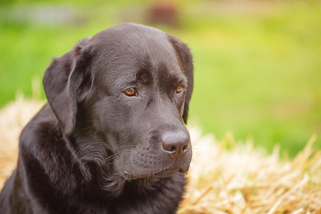 Czarny labrador retriever na tle słomy i trawy zielonej Portret psa zwierząt domowych