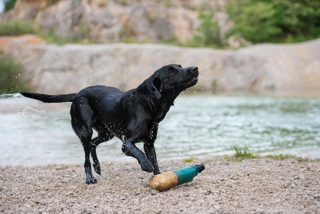 Czarny labrador retriever otrząsa się z wody