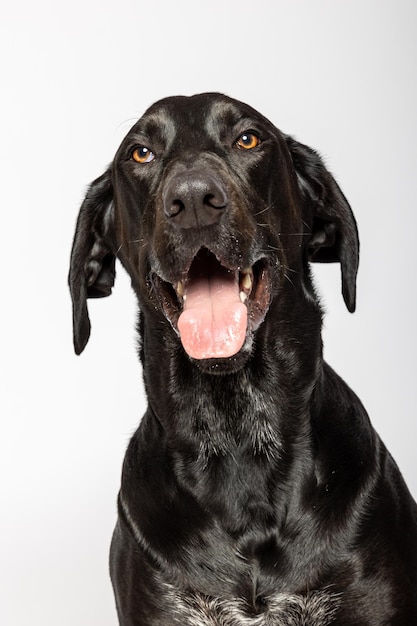 Czarny labrador retriever portret na białym tle