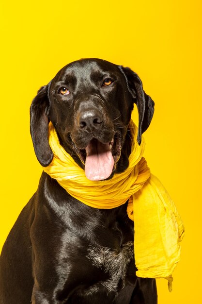 Czarny labrador retriever portret na żółtym tle