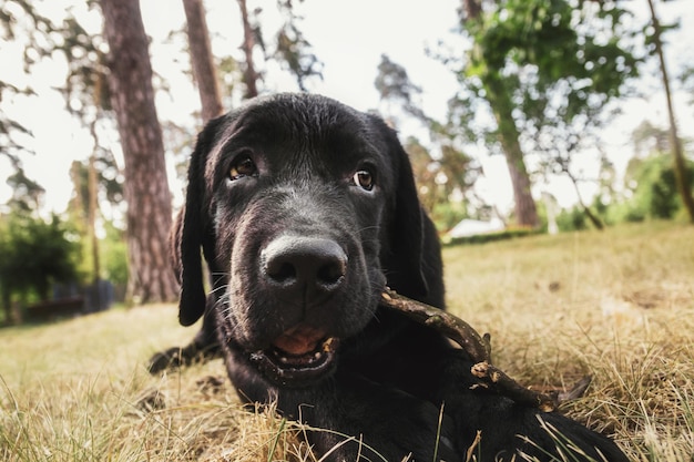 Czarny labrador retriever szczeniak