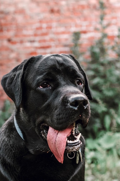 Czarny labrador w parku niewyraźne tło