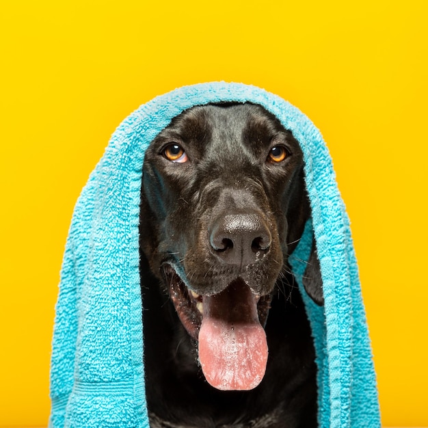 Czarny labrador z ręcznikiem na głowie