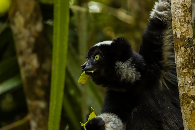 Czarny lemur Madagaskar jedzenie liście