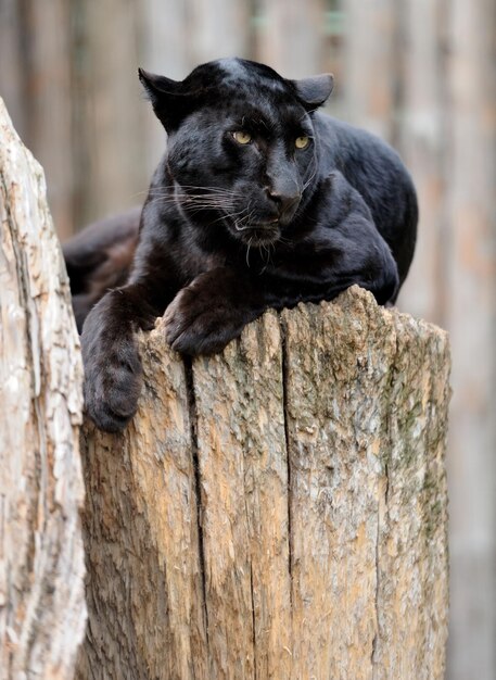 Czarny leopard
