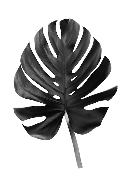 Czarny Liść Tropikalnego Kwiatu Monstera Na Białym Tle Idealny Do Dekoracji Domu Na Płótnie