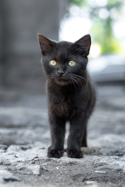 Czarny mały kotek na ulicy patrzy przed nim uważnie, kotek na rozmytym tle. Słodki kotek