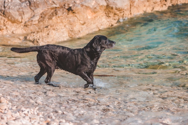 Czarny mokry labrador pies na skalistym morzu plaży latem