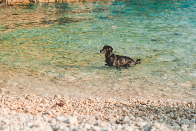 Czarny mokry pies labrador na skalistej plaży morskiej