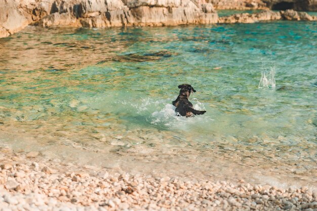 Czarny mokry pies labrador na skalistej plaży morskiej