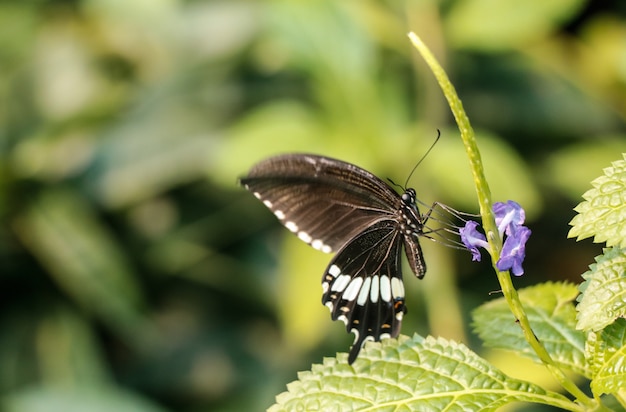 Czarny motyl i fiołkowy kwiat w ogródzie.