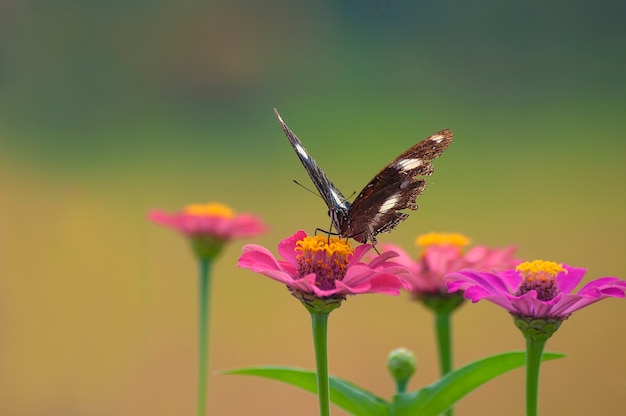 Czarny motyl (pospolity tygrysi motyl) obsiadanie na menchiach kwitnie w natury siedlisku, przyroda