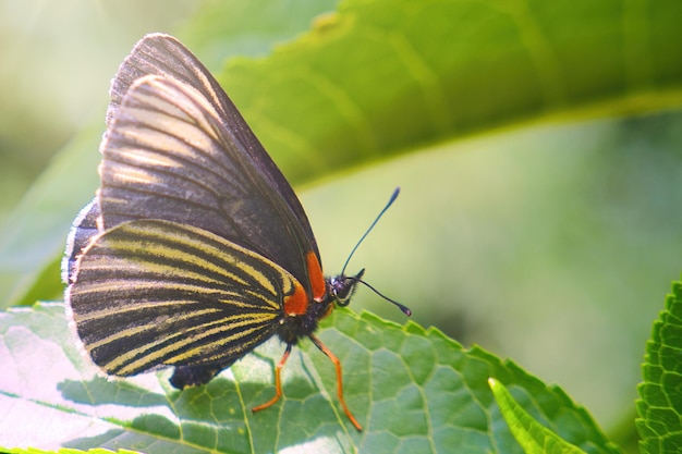 Czarny motyl pozuje na zielonych liściach