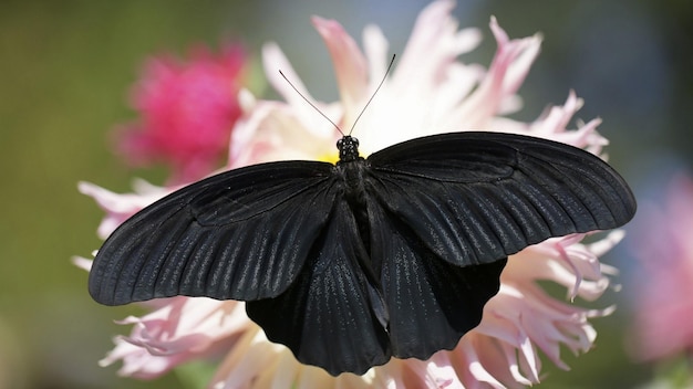 Czarny motyl siedzi na różowym kwiacie.