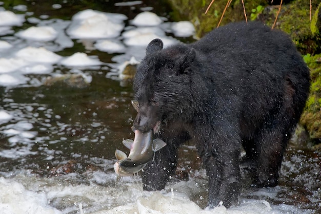 Czarny niedźwiedź łapie łososia w rzece Alaska