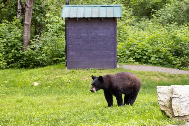 Czarny niedźwiedź w parku miejskim wiosna sezon minnekhada park regionalny coquitlam