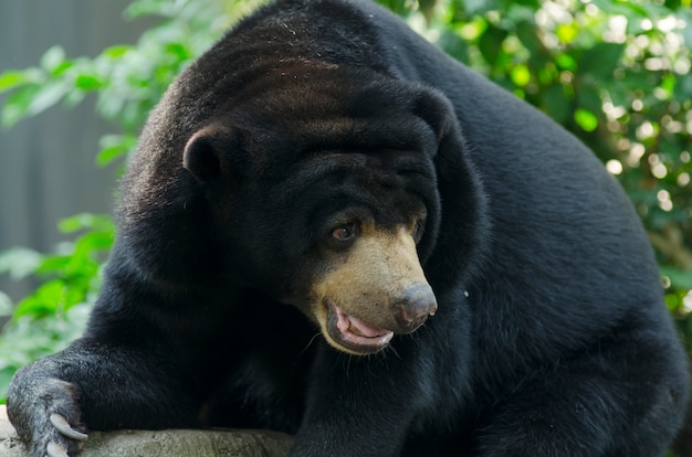 Czarny niedźwiedź w zoo otwartym w Tajlandia