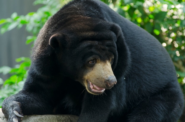 Czarny Niedźwiedź W Zoo Otwartym W Tajlandia