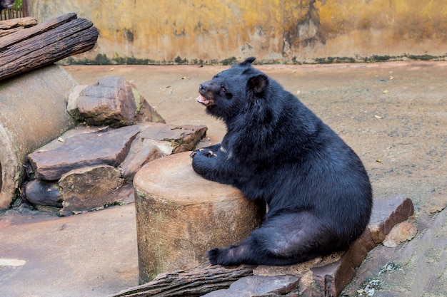 czarny niedźwiedź w zoo