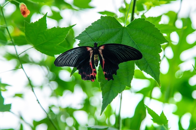 Czarny nocny motyl na liściu Papilio ramanzovia