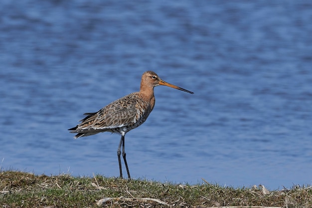 Czarny ogoniasty godwit (Limosa limosa)