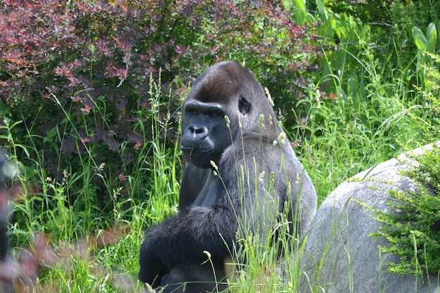 Czarny orangutan siedzi w trawie