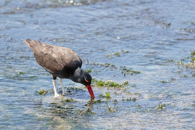 CZARNY OYSTERCATCHER