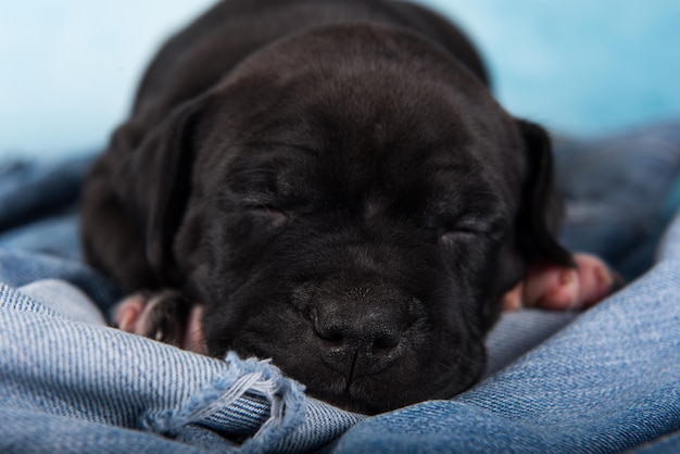 Czarny Pies Amerykański Staffordshire Terrier Lub Szczeniak Amstaff Na Niebieskim Tle