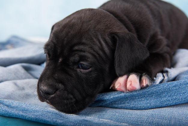 Czarny pies amerykański staffordshire terrier lub szczeniak amstaff na niebieskim tle