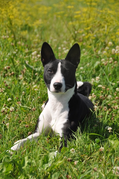 Czarny pies basenji leżący na zielonej trawie