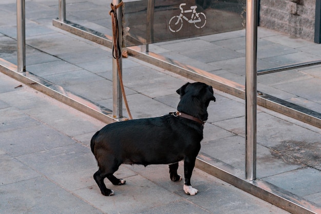 Czarny pies czeka na właściciela przywiązany do stojaka na rowery Zwierzę pozostawione na zewnątrz w pobliżu sklepu Samotny Szukający gdzieś Strach Zwierzęta Ulica Nadzieja Czekanie Zagubiony