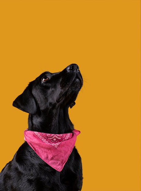 Czarny pies labrador z szalikiem patrząc w górę
